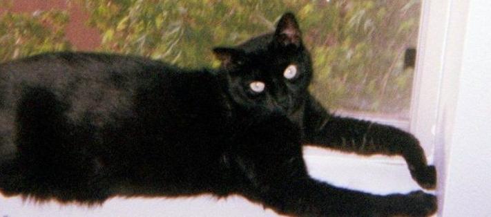 Pic of the Litter: Violet